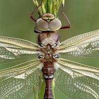 Brown Hawker 4 